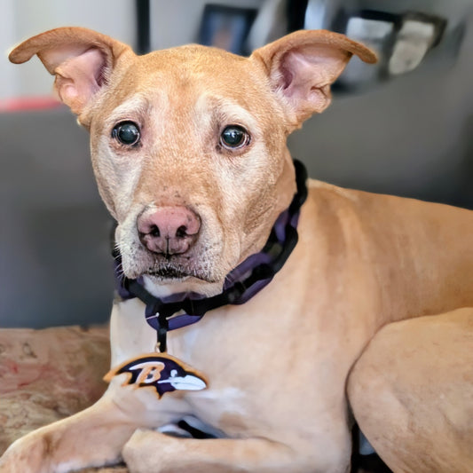 Dog wearing a Ravens collar