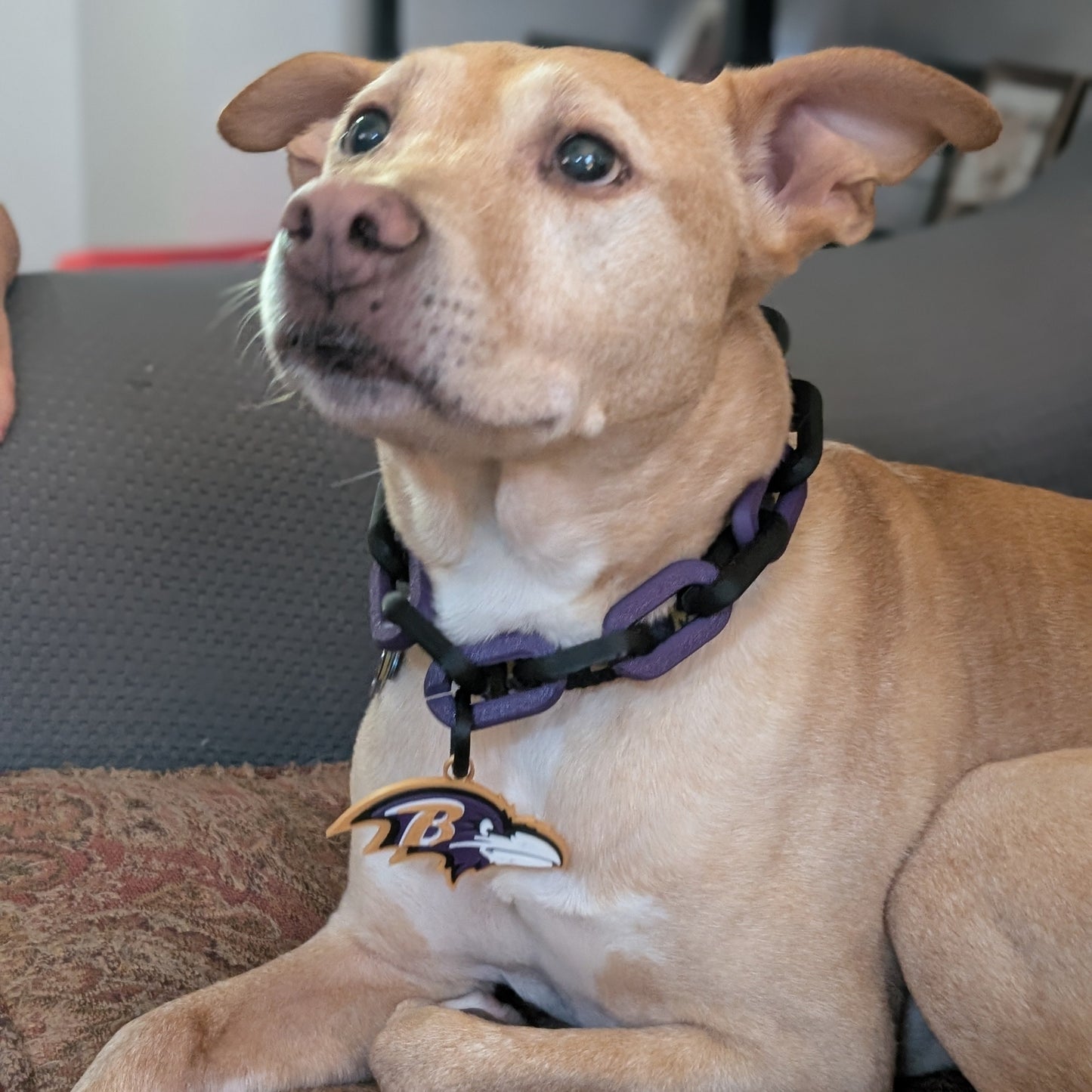 Dog wearing a Ravens Dog collar