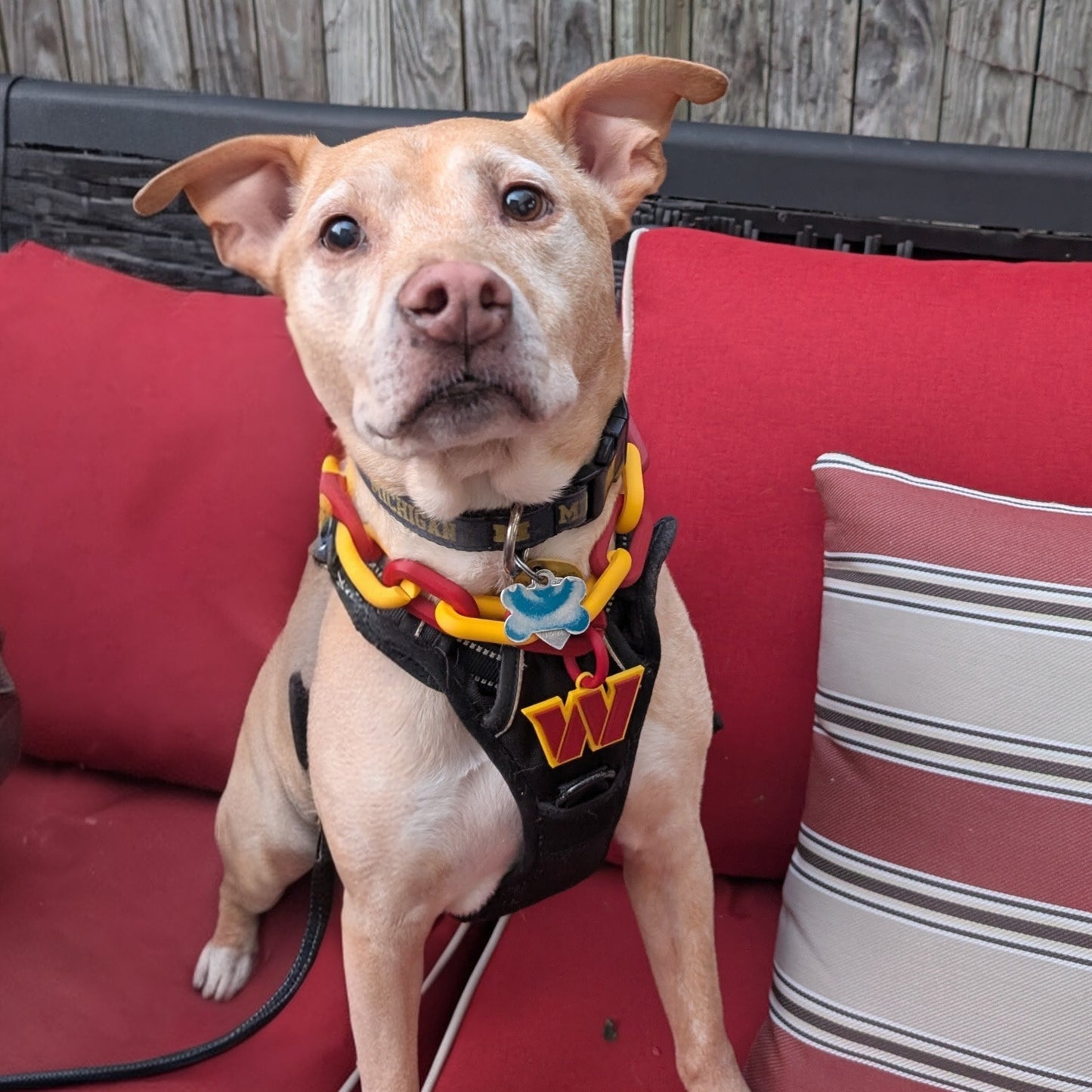 Dog with Washington Commanders pet Collar