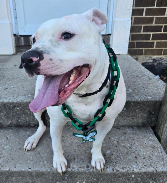 Adjustable NFL Philadelphia Eagles Retro Pet Collar Necklace