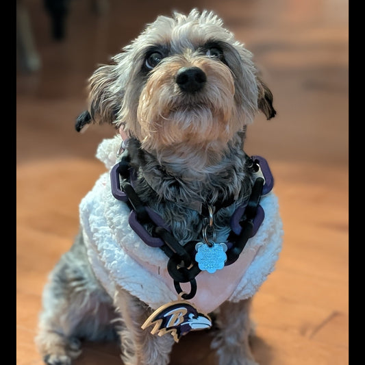Small dog wearing Ravens Dog Collar