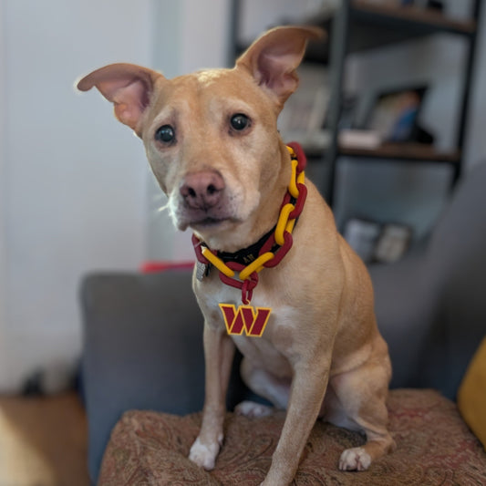 Dog wearing a Washington Commanders collar sitting on a couch in a living room.