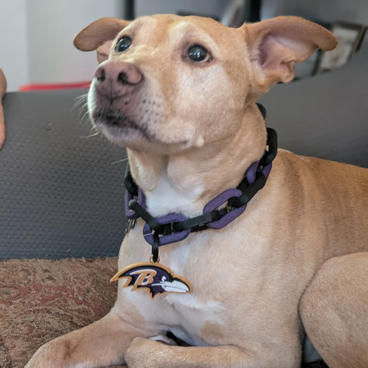 Dog wearing a Ravens Dog collar 